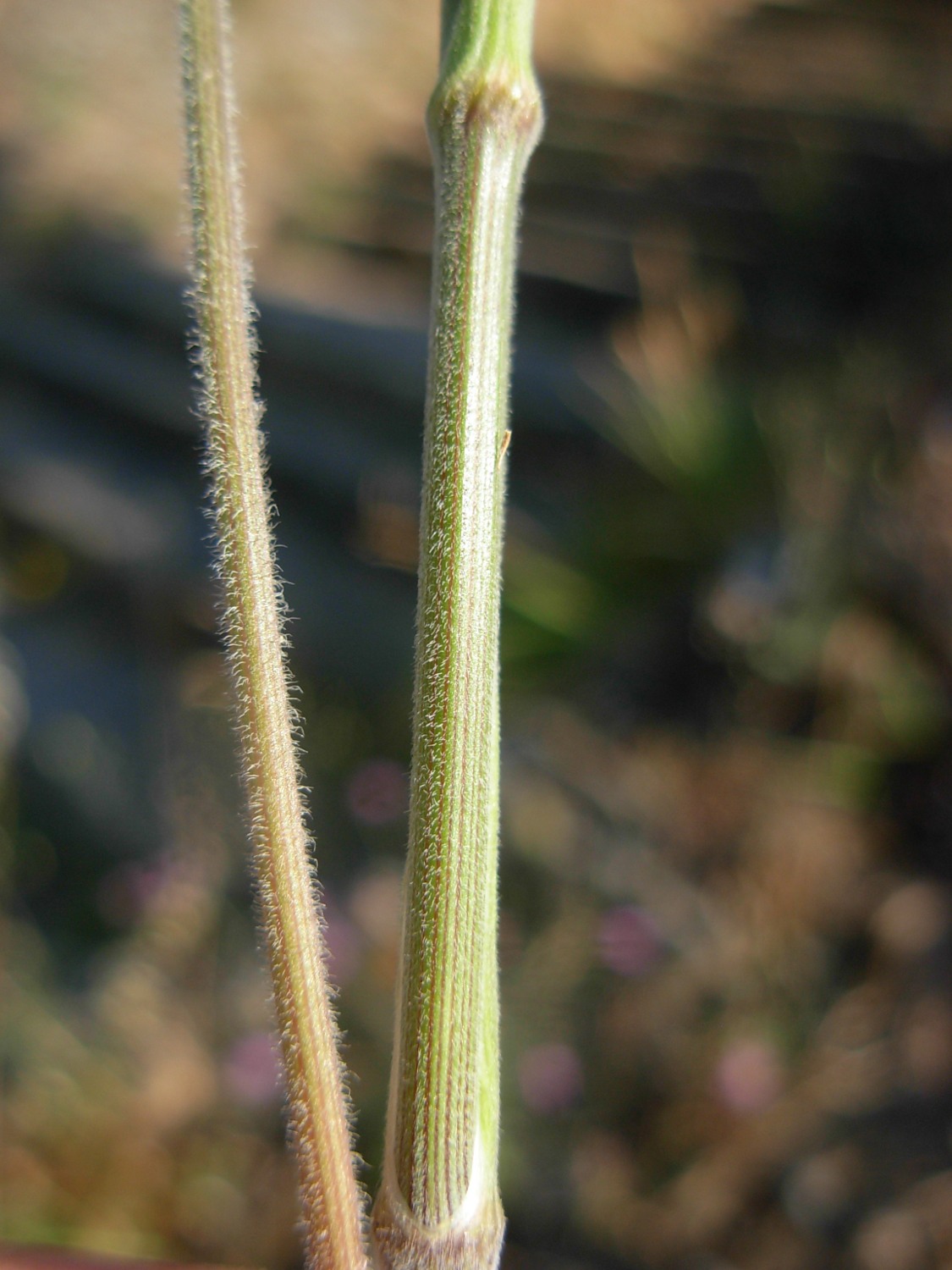 Pimpinella peregrina L./Tragoselino calcitrappa